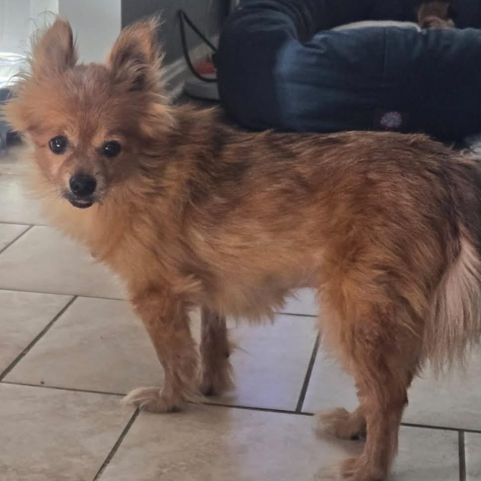 Enlarge Foxy, a Adoptable mixed breed in Grafton, OH image 2/5