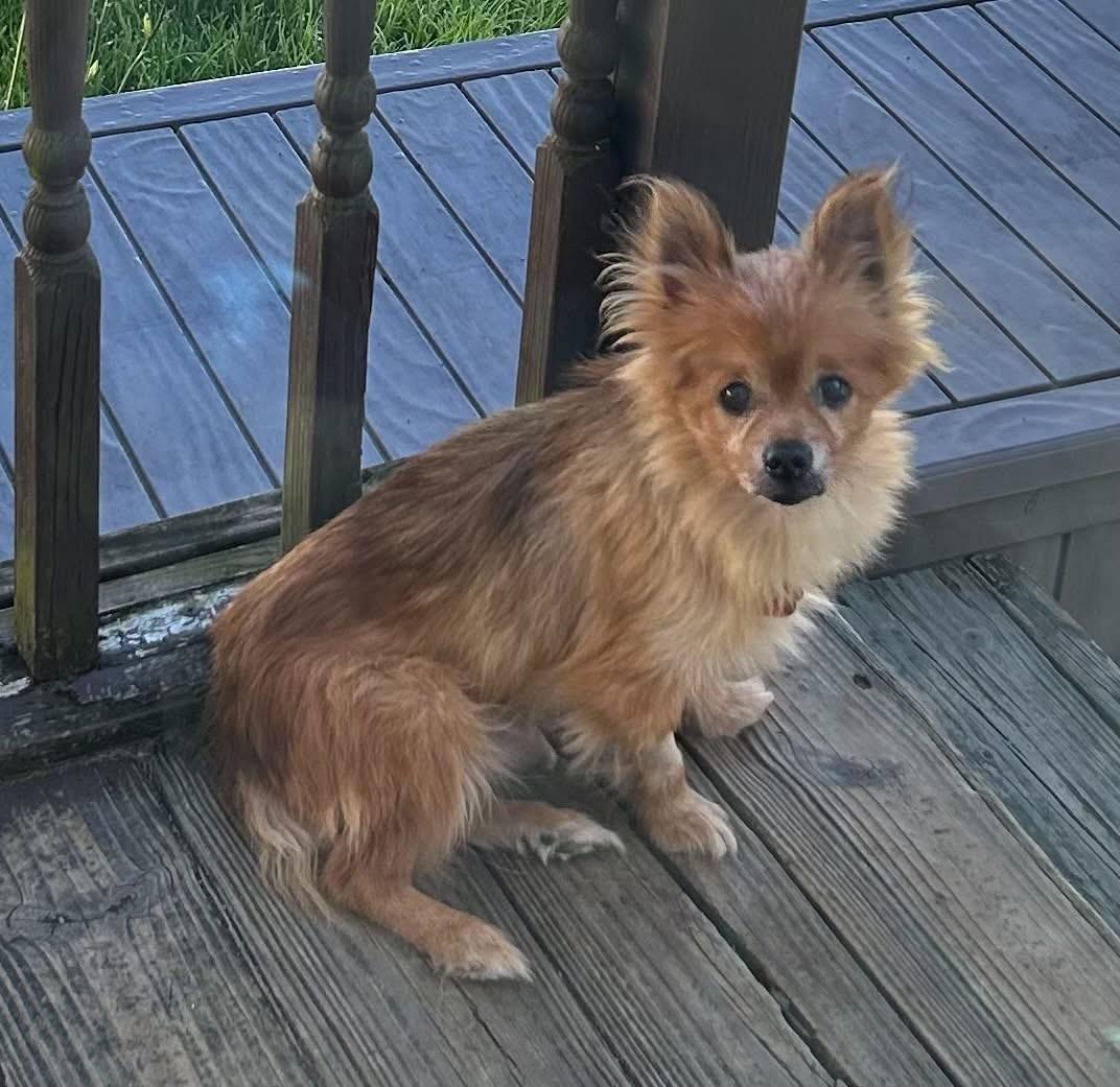 Enlarge Foxy, a Adoptable mixed breed in Grafton, OH image 1/5