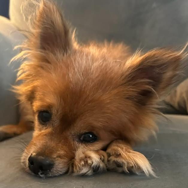Enlarge Foxy, a Adoptable mixed breed in Grafton, OH image 4/5