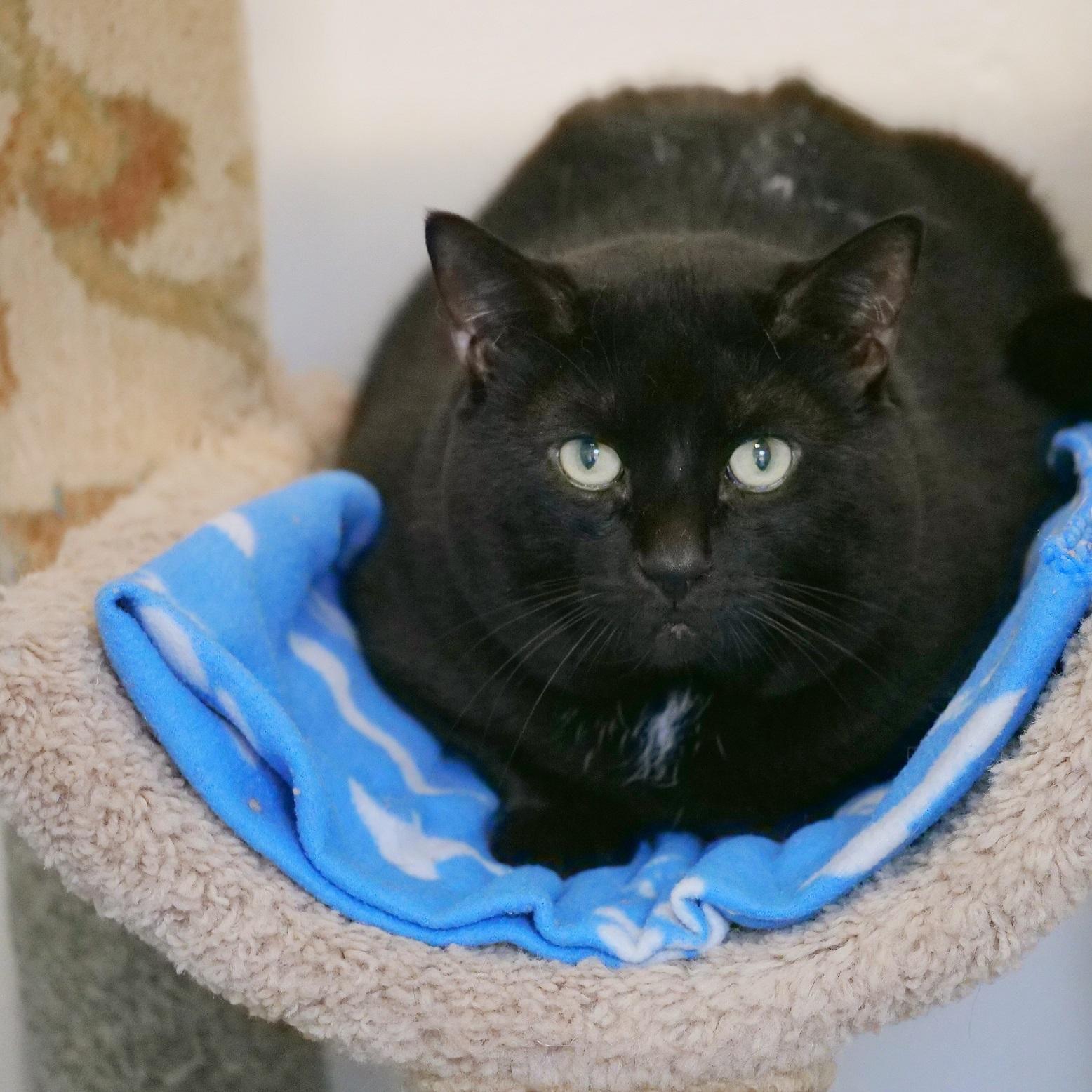 Enzo, Adoptable, Adult Male Domestic Short Hair.