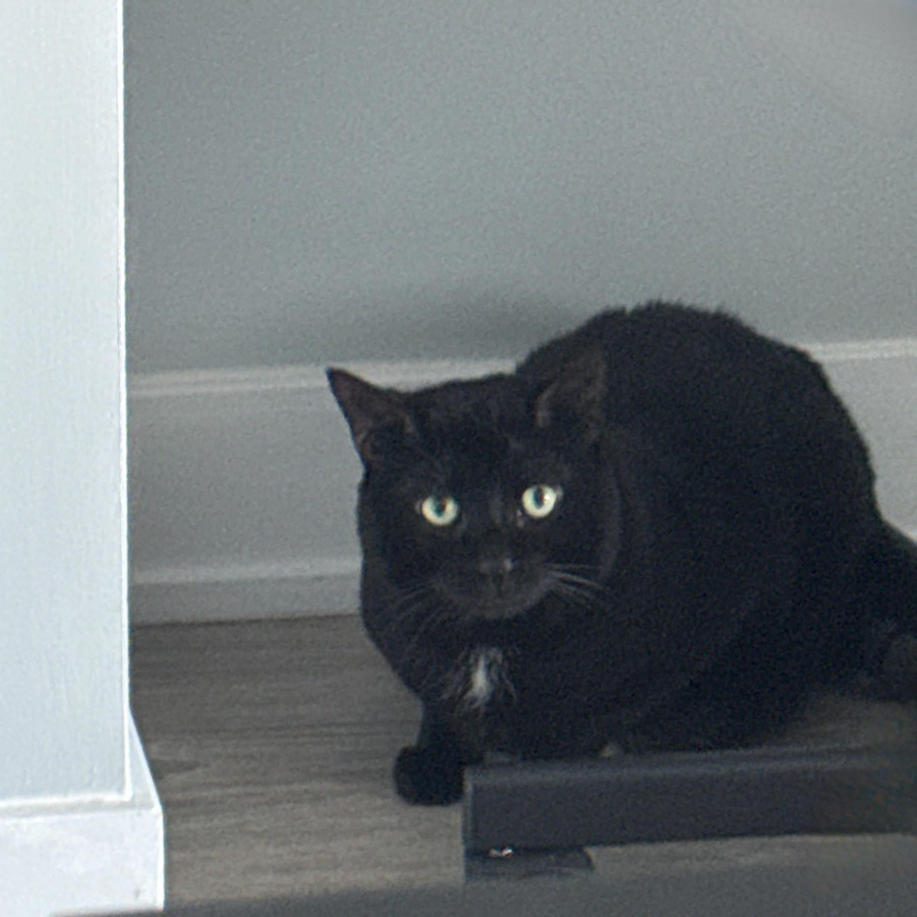 Enzo, a Adoptable Domestic Short Hair in Toronto, ON image 2/3