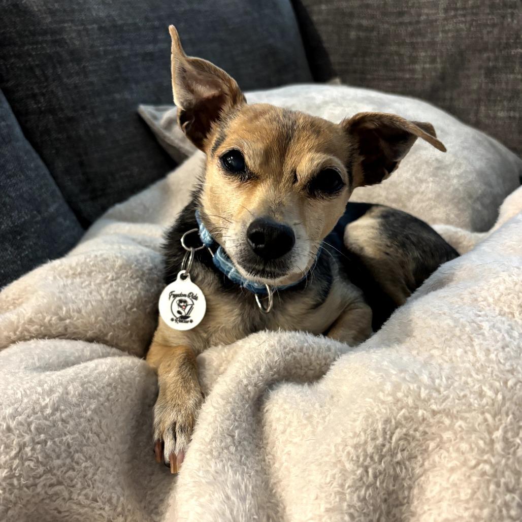 Rolo, Adoptable, Senior Male Chihuahua & Mixed Breed.