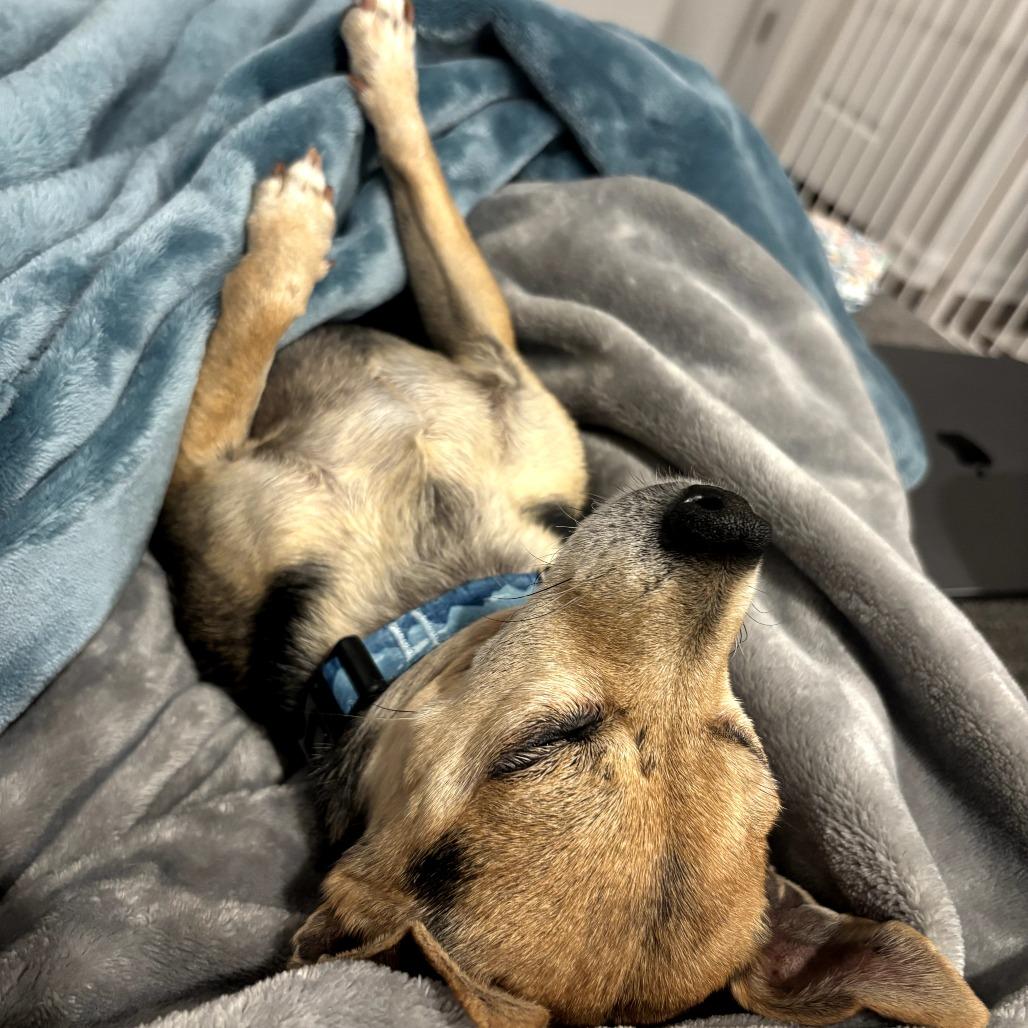 Enlarge Rolo, a Adoptable mixed breed in Raleigh, NC image 4/6
