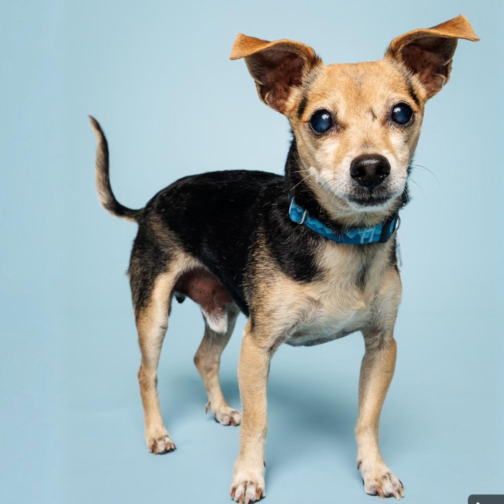 Enlarge Rolo, a Adoptable mixed breed in Raleigh, NC image 5/6