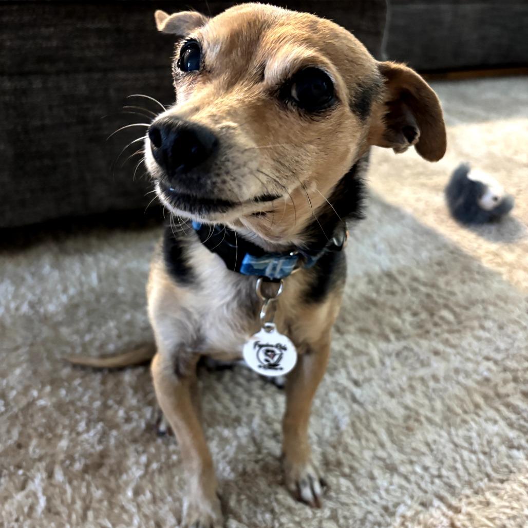 Enlarge Rolo, a Adoptable mixed breed in Raleigh, NC image 6/6
