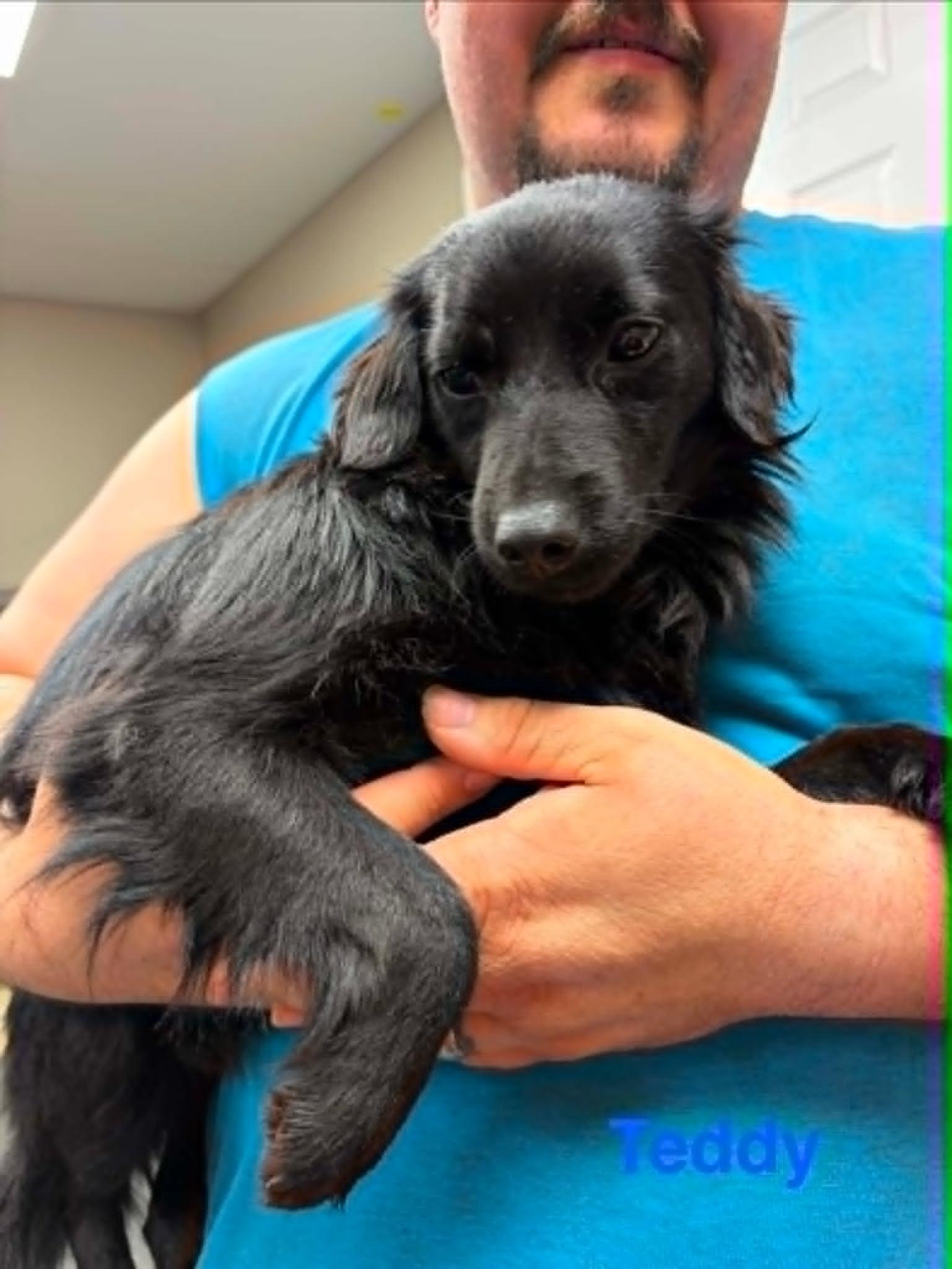 Teddy, an adopted mixed breed in Blue Bell, PA image 3/3