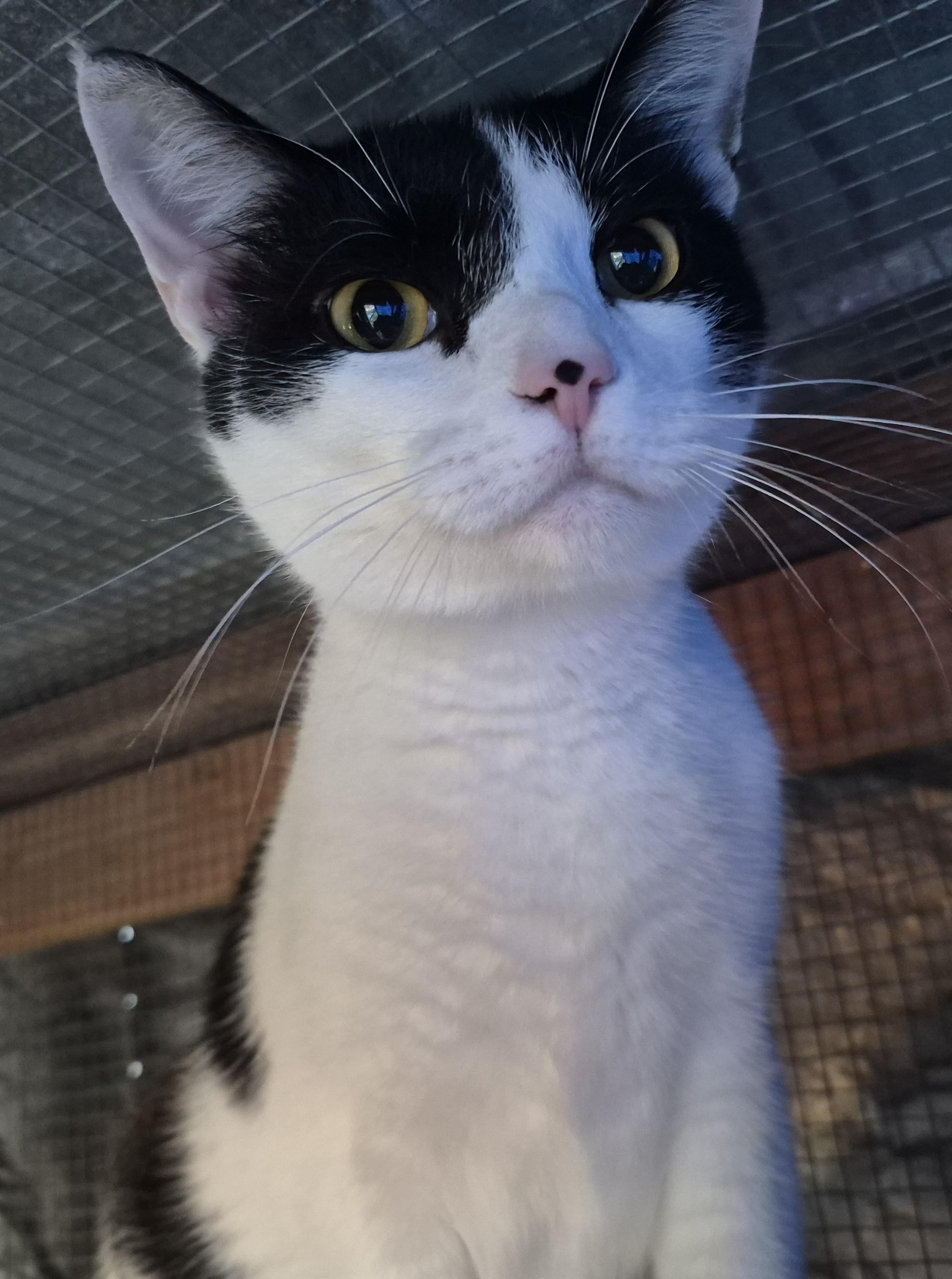 Sammy, Adoptable, Young Male American Shorthair.