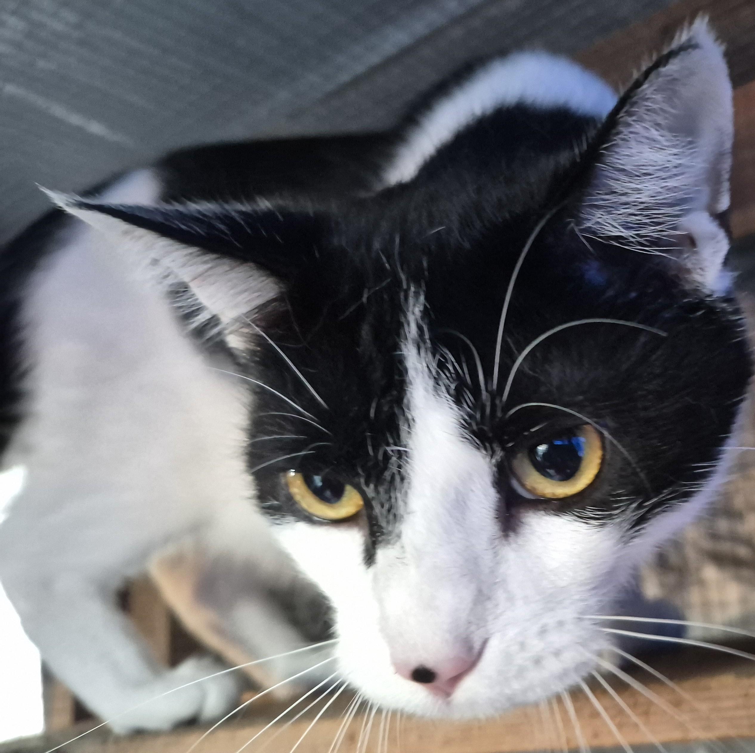 Sammy, a Adoptable American Shorthair in Bertram, TX image 2/4