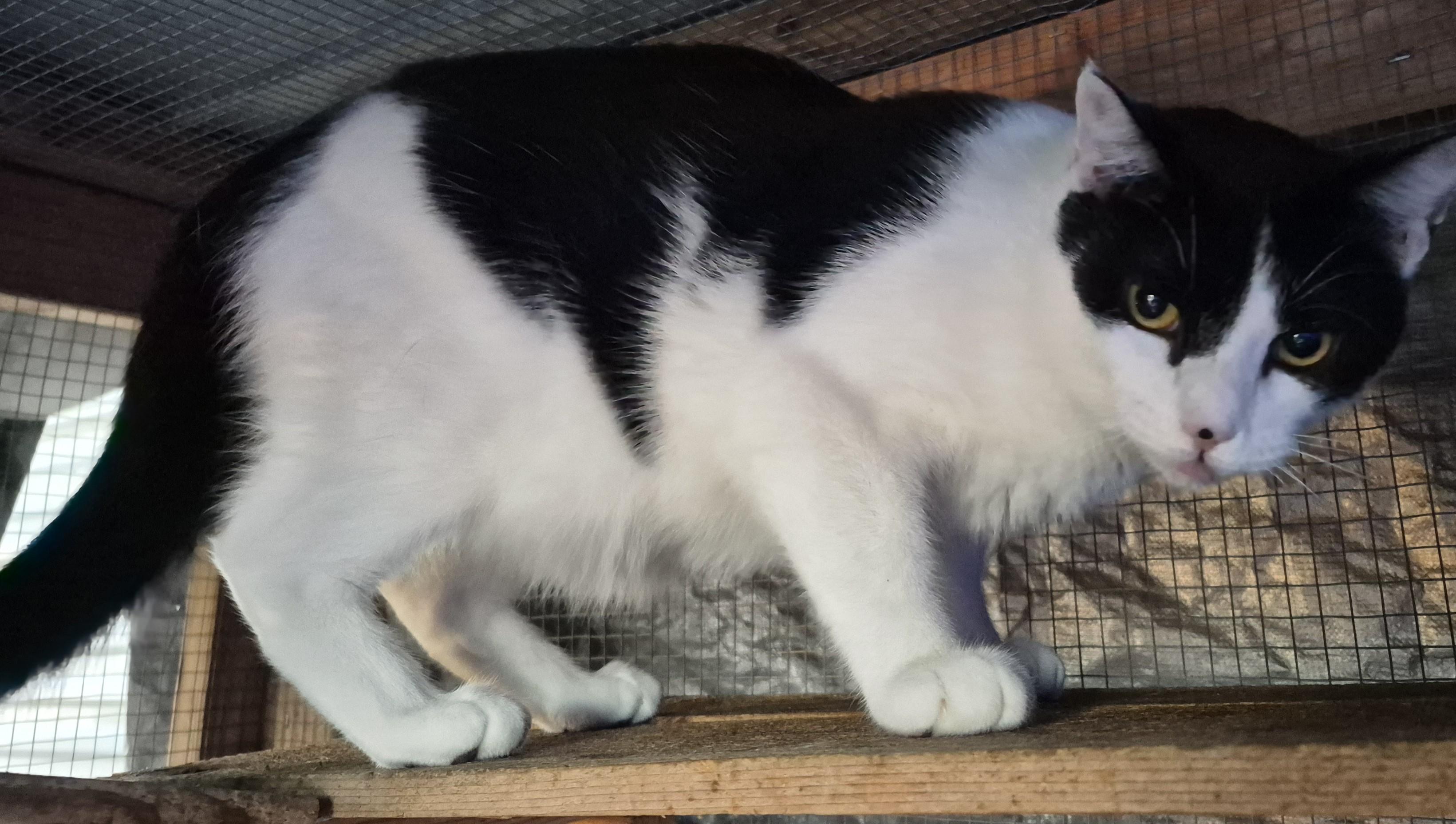 Sammy, a Adoptable American Shorthair in Bertram, TX image 3/4