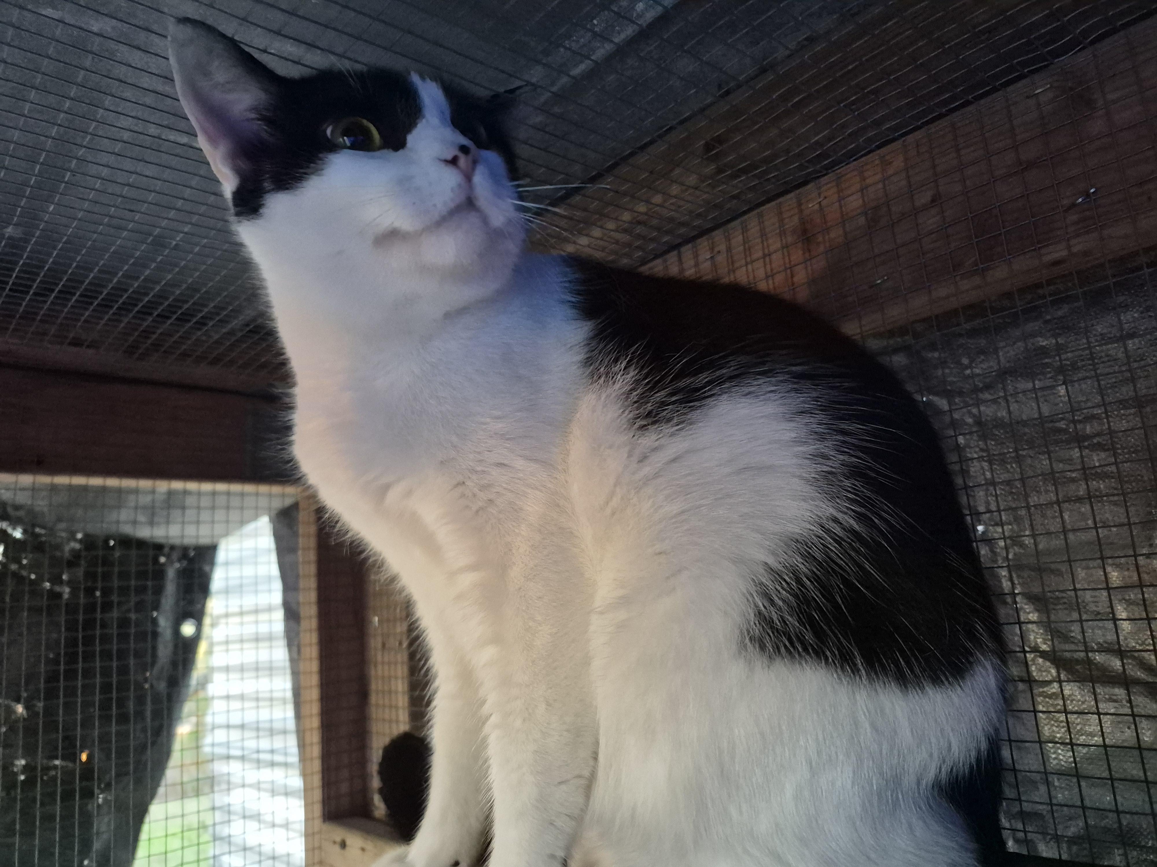 Sammy, adopted, Young Male American Shorthair.
