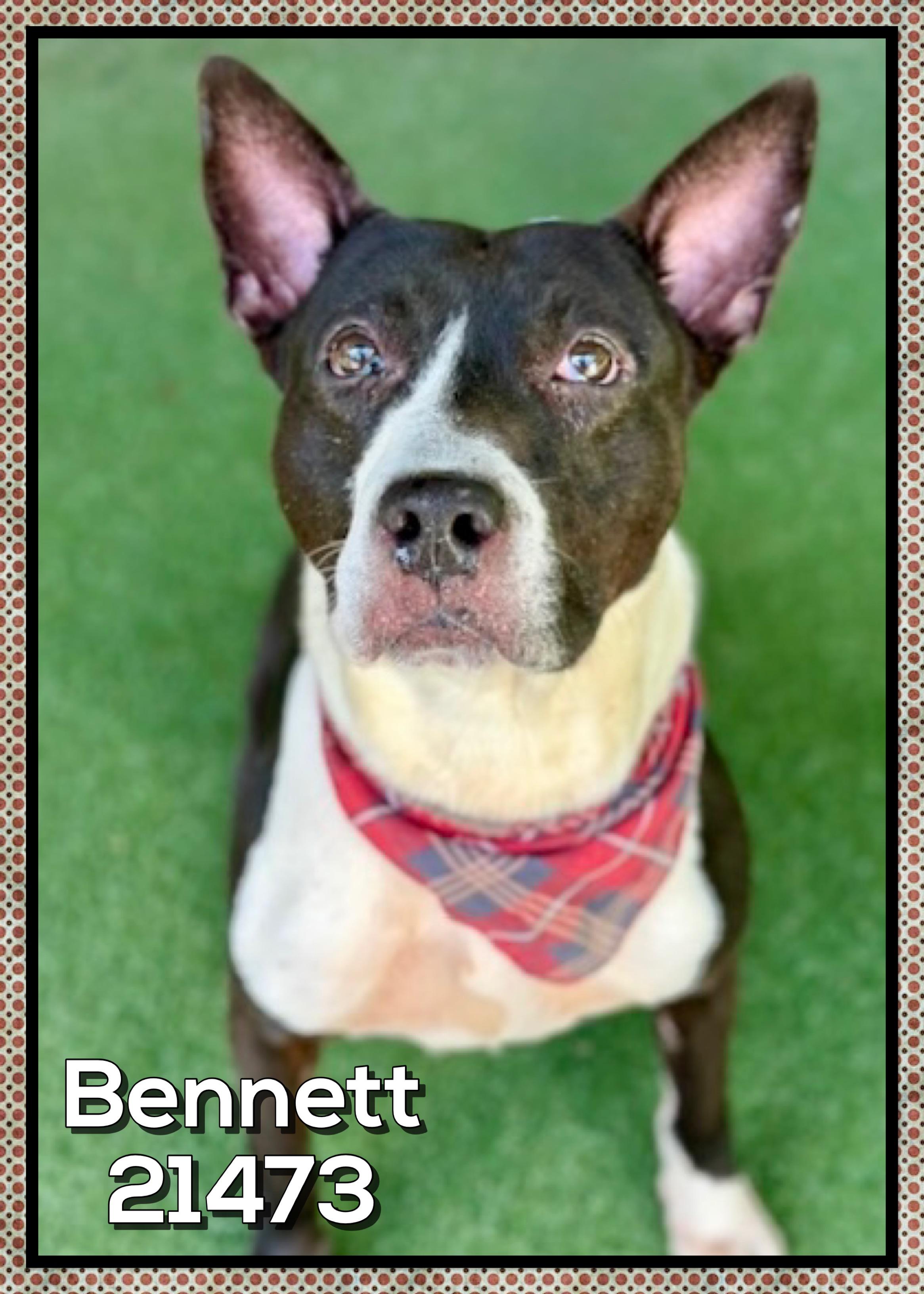 Enlarge BENNETT, a ADOPTABLE mixed breed in Marietta, GA image 4/5