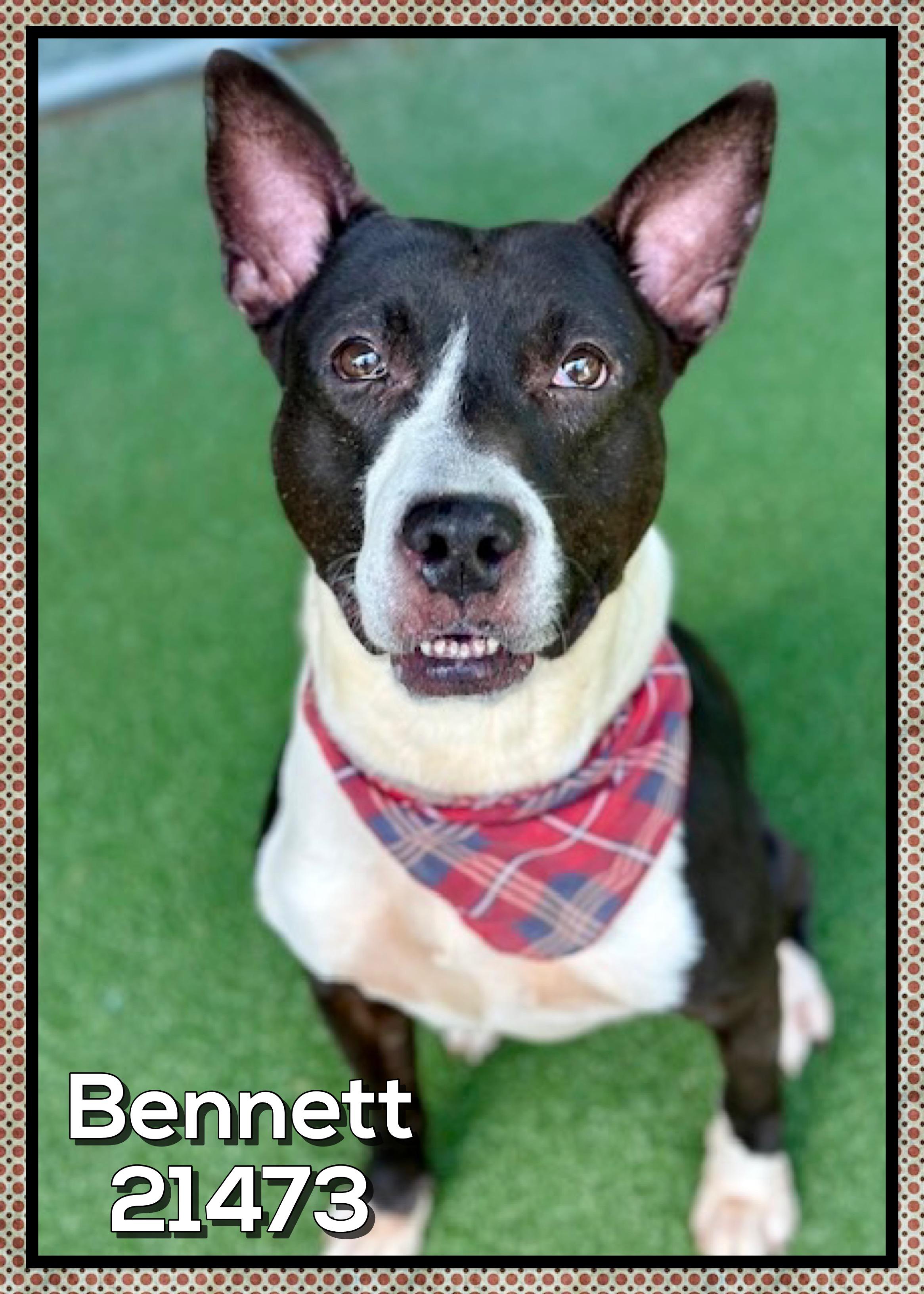 Enlarge BENNETT, a ADOPTABLE mixed breed in Marietta, GA image 3/5