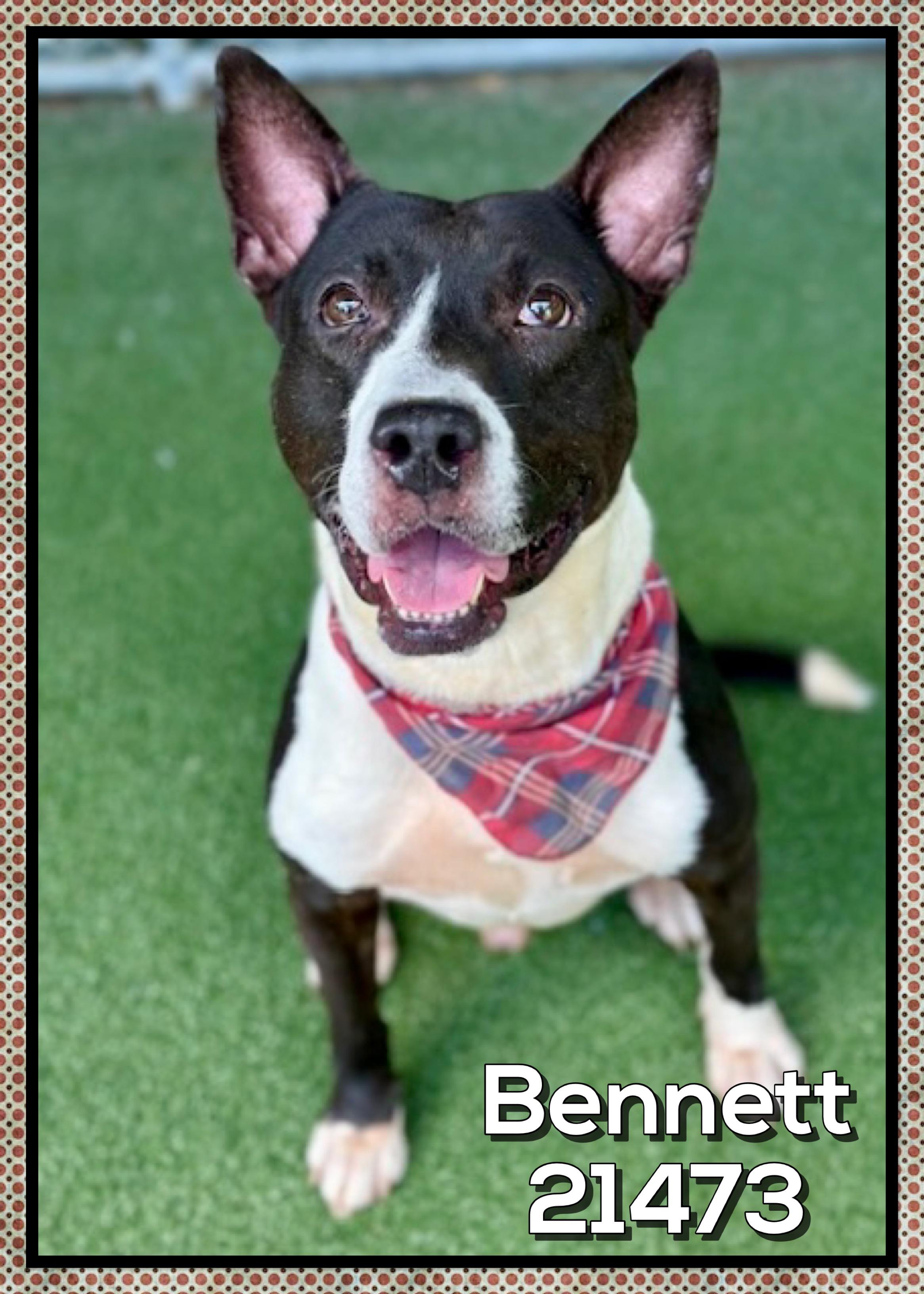 Enlarge BENNETT, a ADOPTABLE mixed breed in Marietta, GA image 5/5
