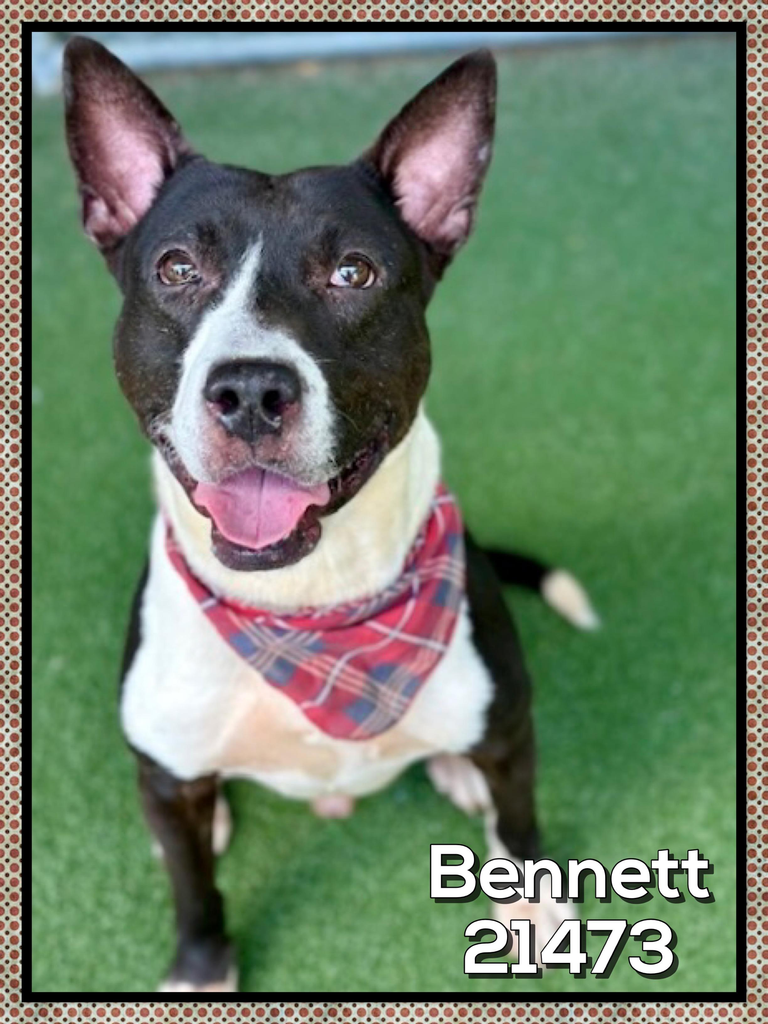 Enlarge BENNETT, a ADOPTABLE mixed breed in Marietta, GA image 1/5