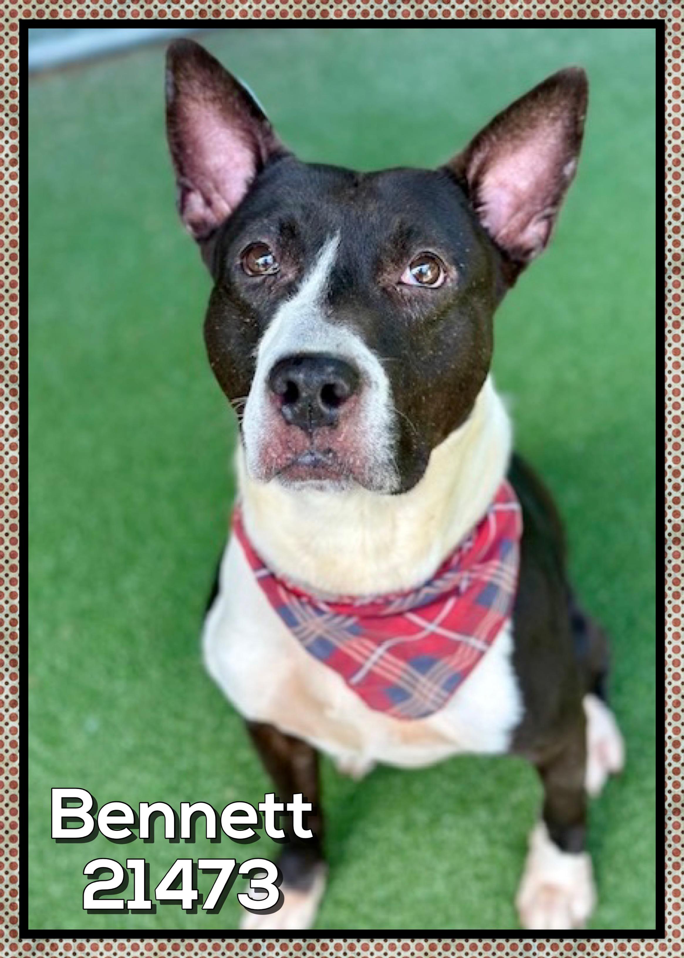 Enlarge BENNETT, a ADOPTABLE mixed breed in Marietta, GA image 2/5
