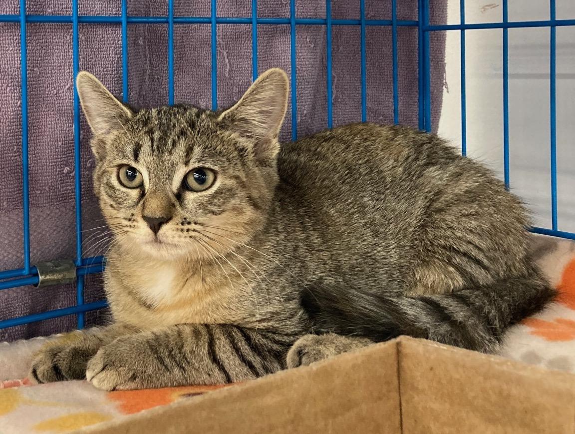 Maple, adopted, Kitten Female Domestic Short Hair.