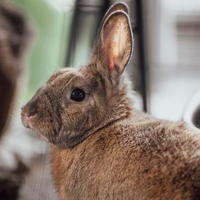Enlarge Nox, a Adoptable Bunny Rabbit in Milwaukie, OR image 1/3