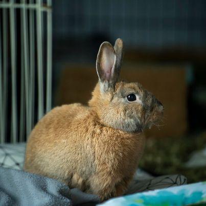 Enlarge Nox, a Adoptable Bunny Rabbit in Milwaukie, OR image 2/3