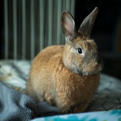 Enlarge Nox, a Adoptable Bunny Rabbit in Milwaukie, OR image 3/3