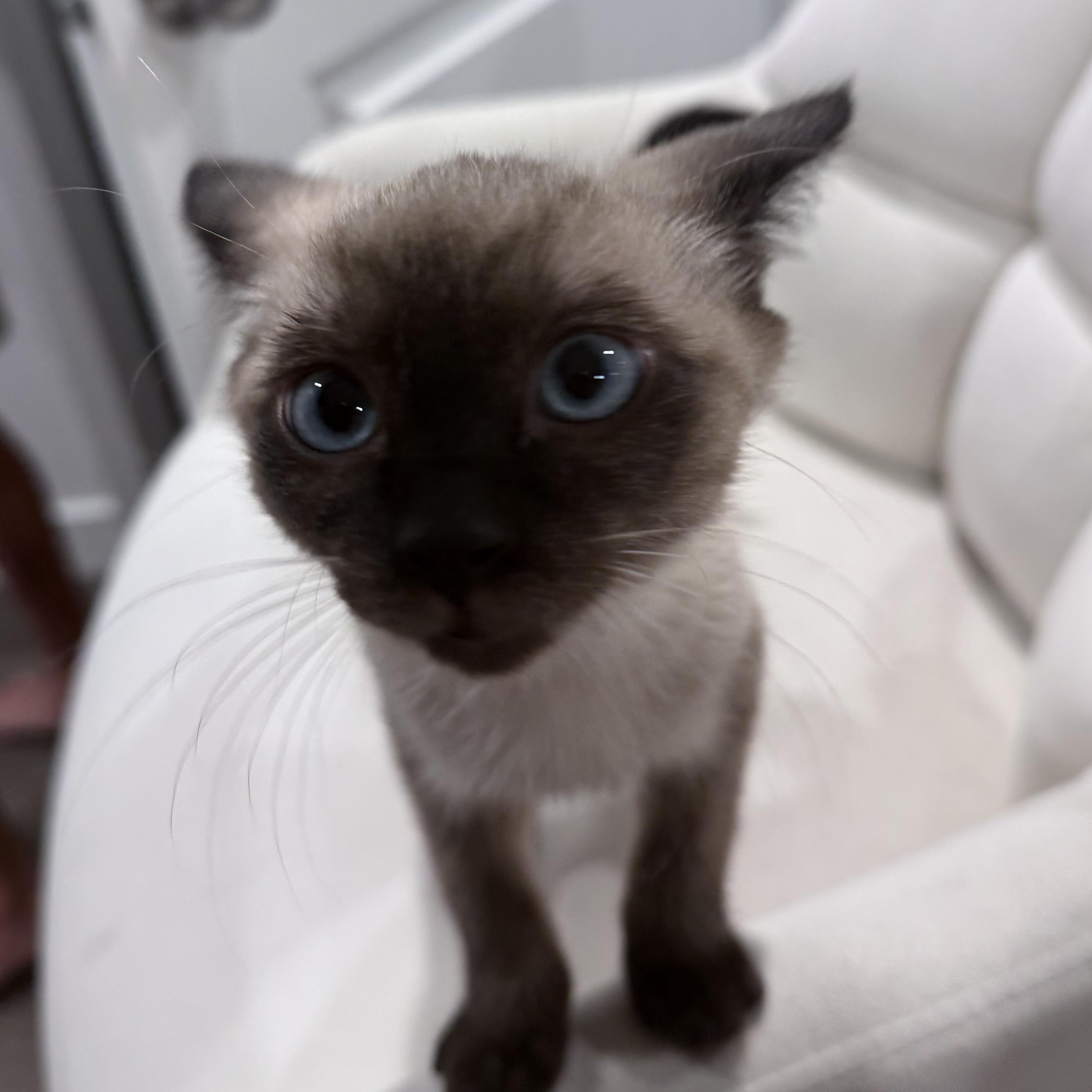 Puffin, an adopted mixed breed in Midvale, UT image 4/4