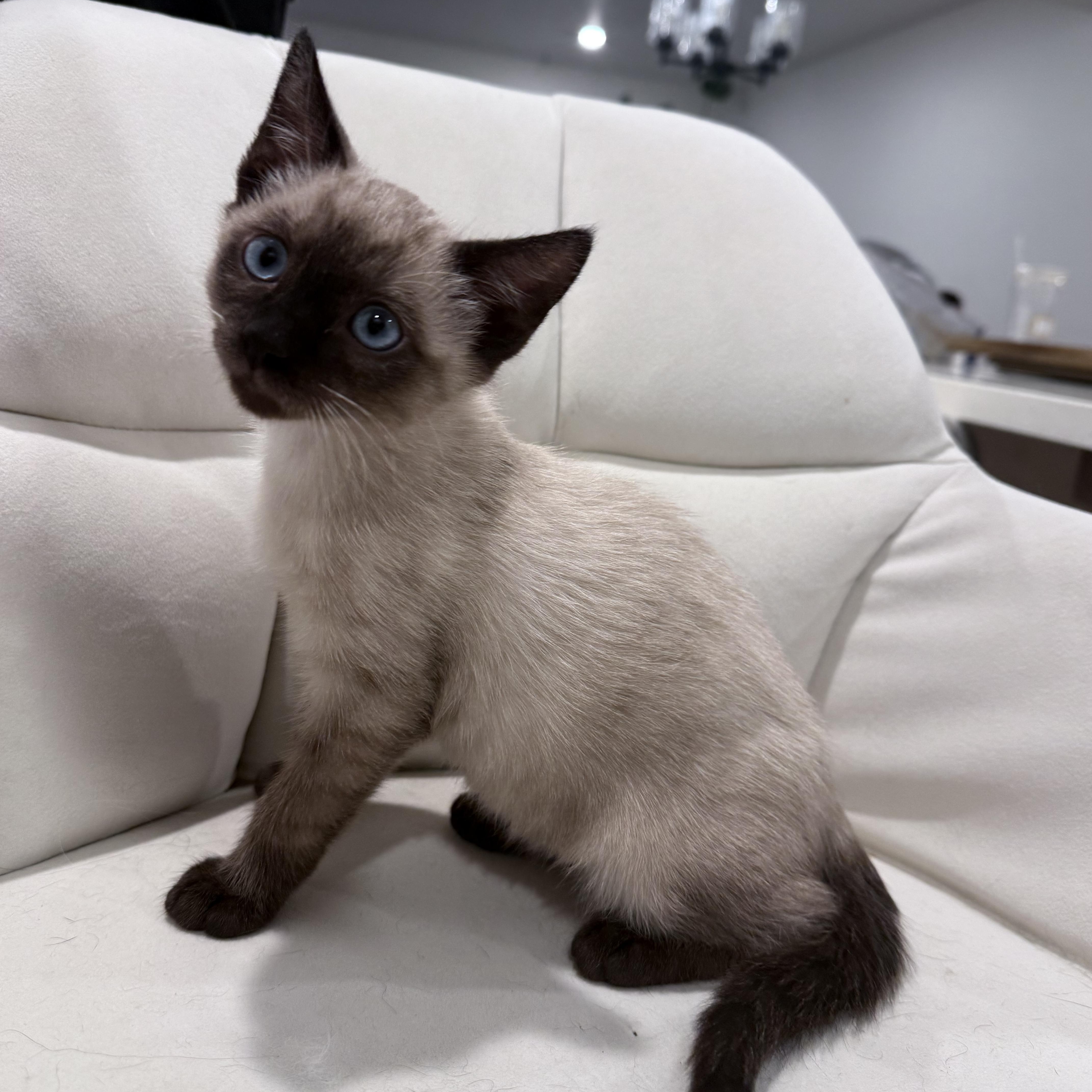 Puffin, an adopted mixed breed in Midvale, UT image 2/4