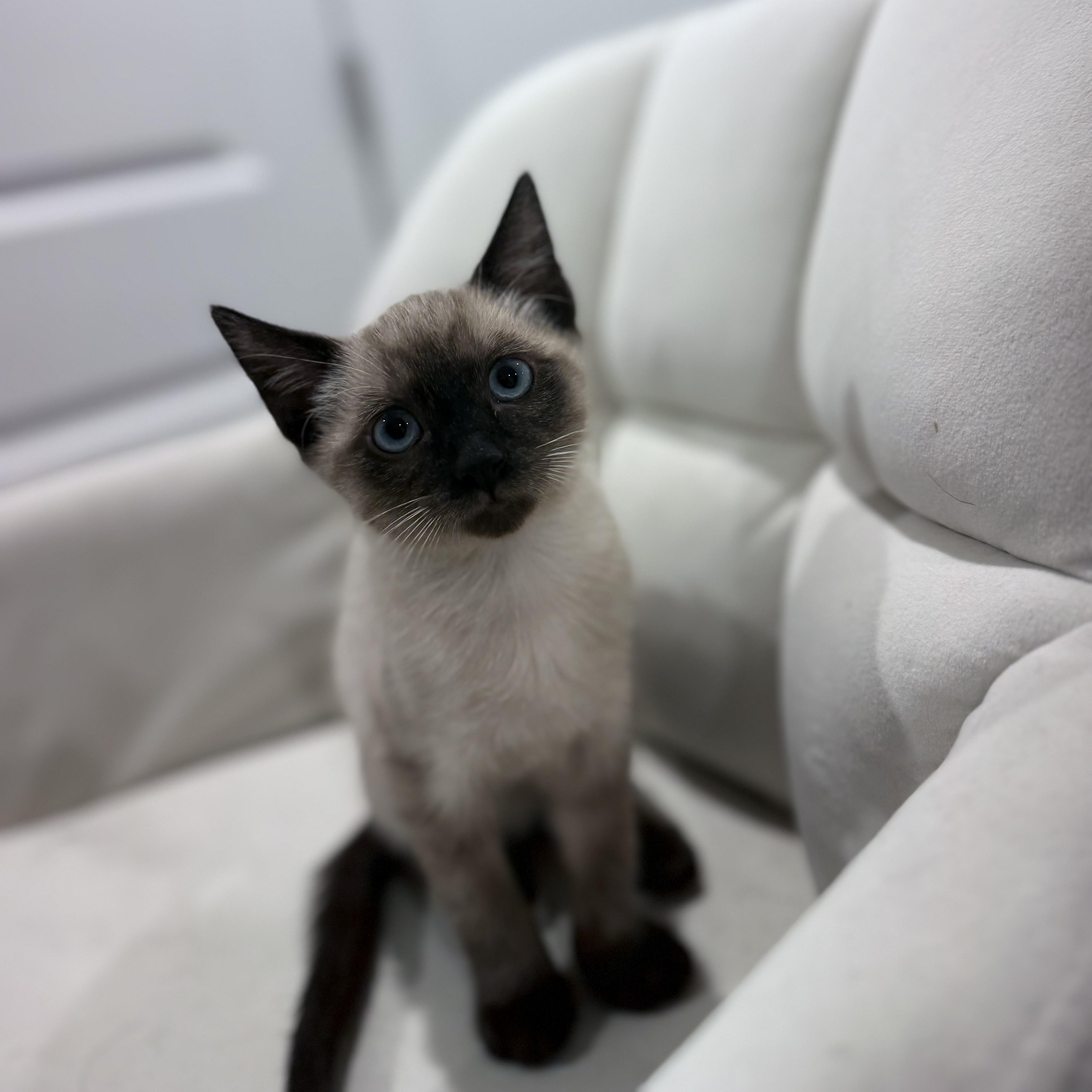 Puffin, adopted, Kitten Male Domestic Short Hair & Siamese.
