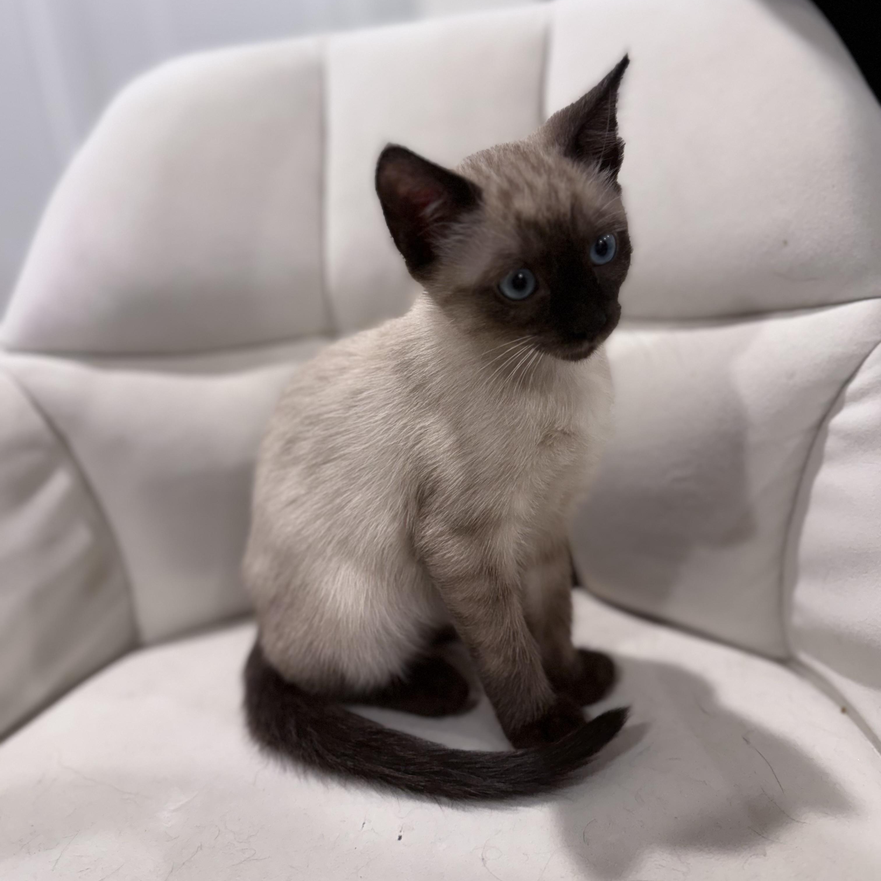 Puffin, an adopted mixed breed in Midvale, UT image 3/4