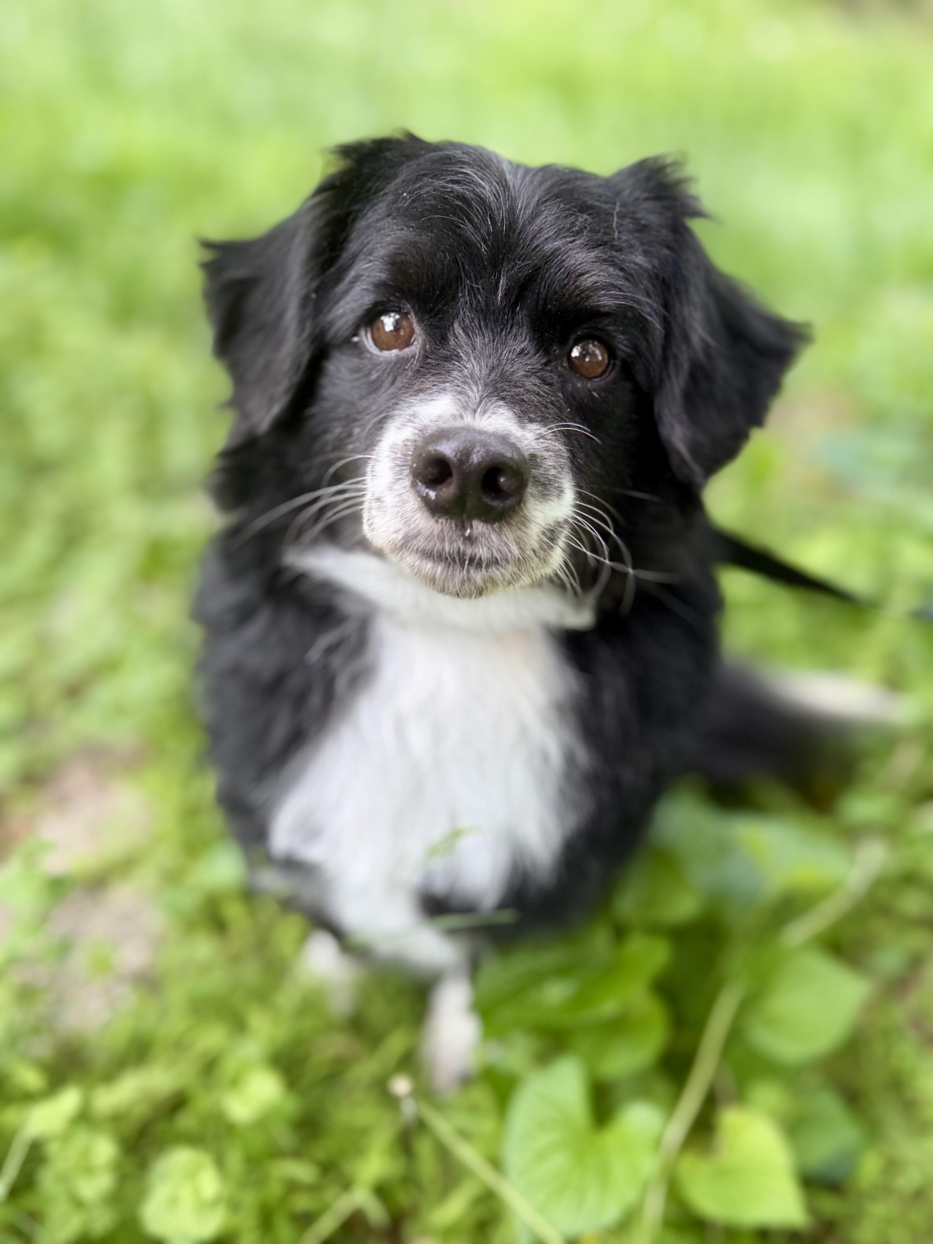 Enlarge Ollie, an adopted mixed breed in Tomkins Cove, NY image 1/5