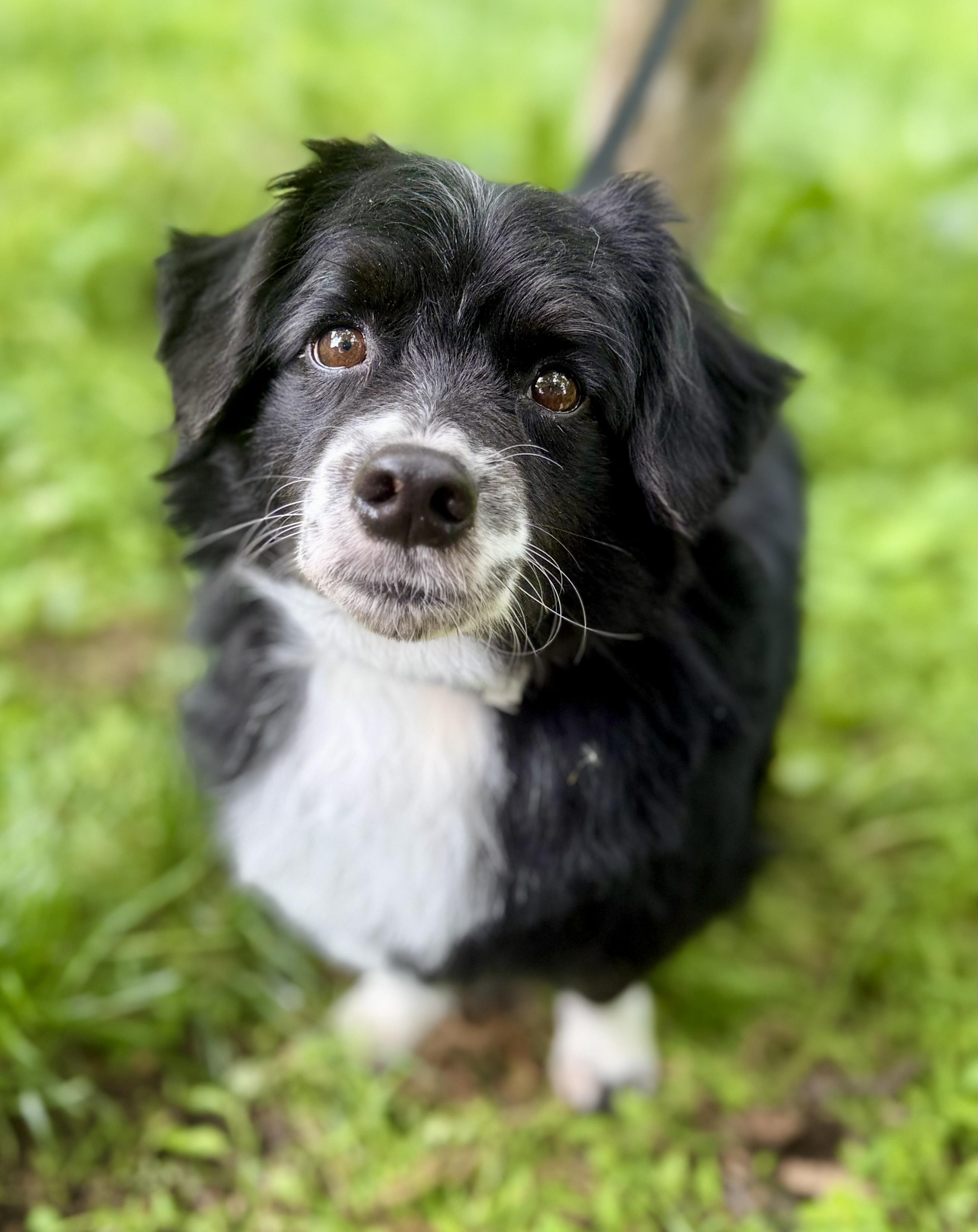 Enlarge Ollie, an adopted mixed breed in Tomkins Cove, NY image 2/5