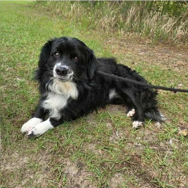 Enlarge Ollie, an adopted mixed breed in Tomkins Cove, NY image 4/5