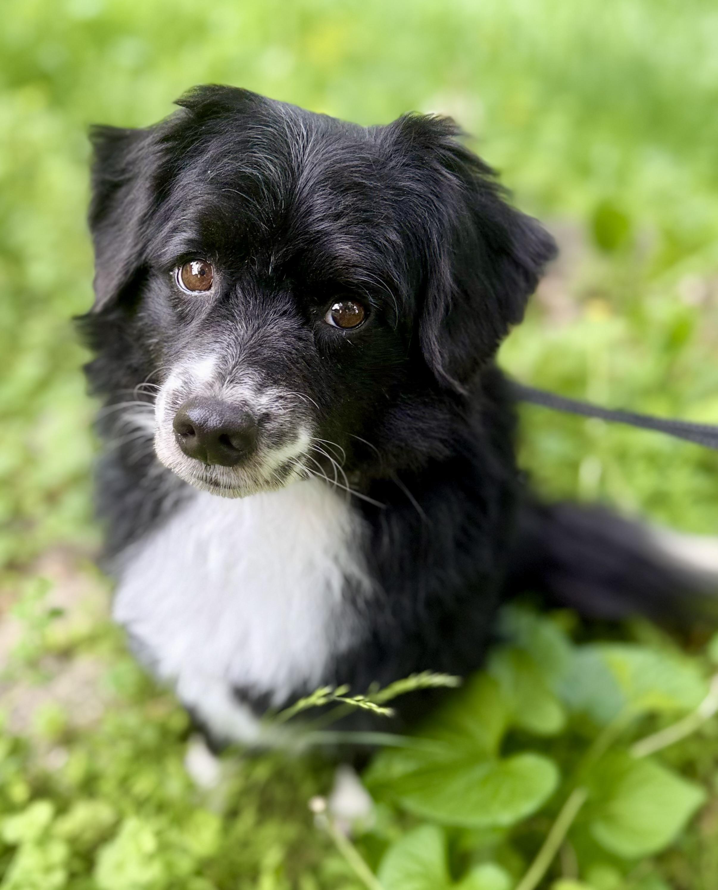 Enlarge Ollie, an adopted mixed breed in Tomkins Cove, NY image 3/5