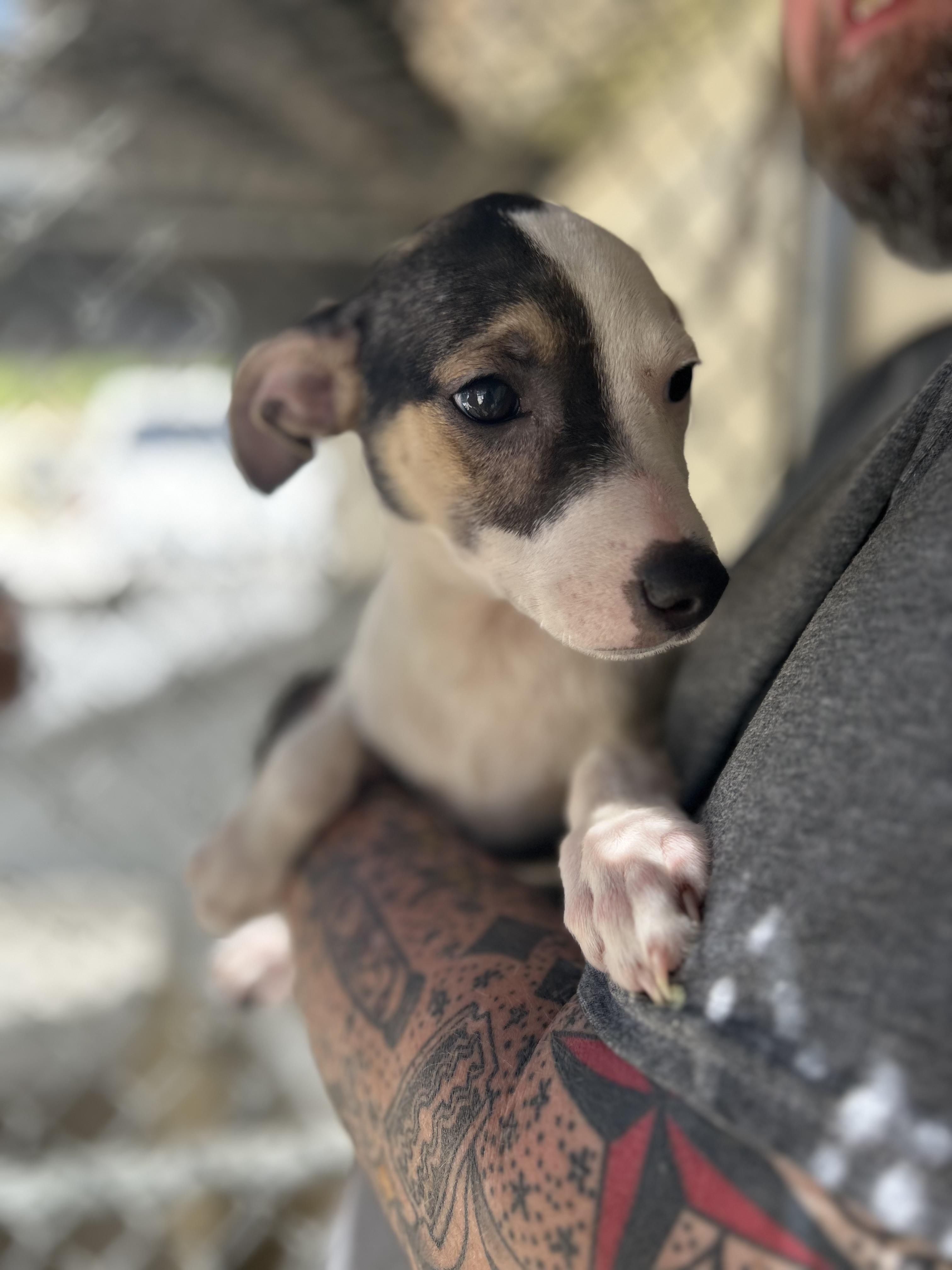 Enlarge Lavender, a ADOPTABLE Chihuahua in Manchester, TN image 3/4