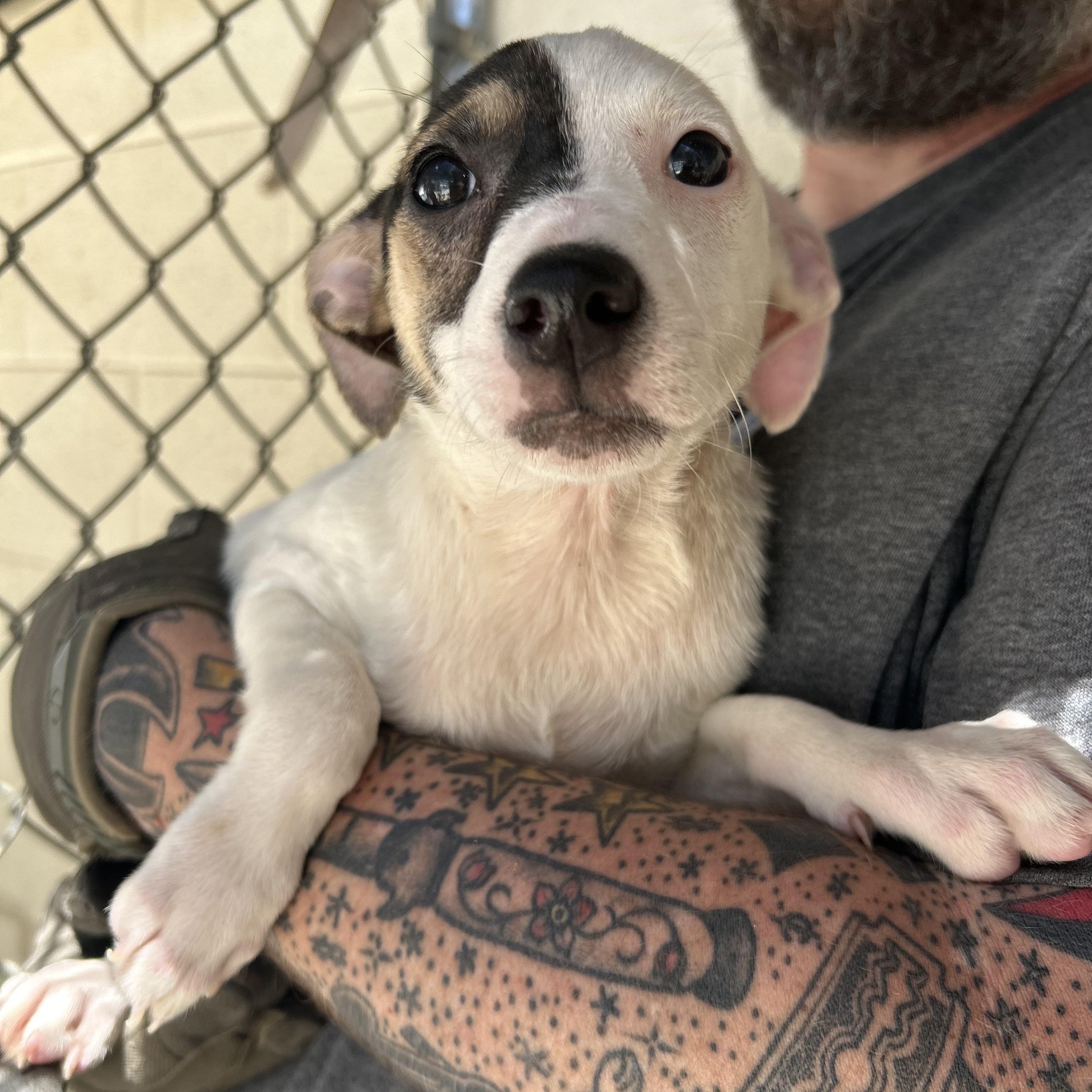 Lavender, ADOPTABLE, Puppy Female Chihuahua.