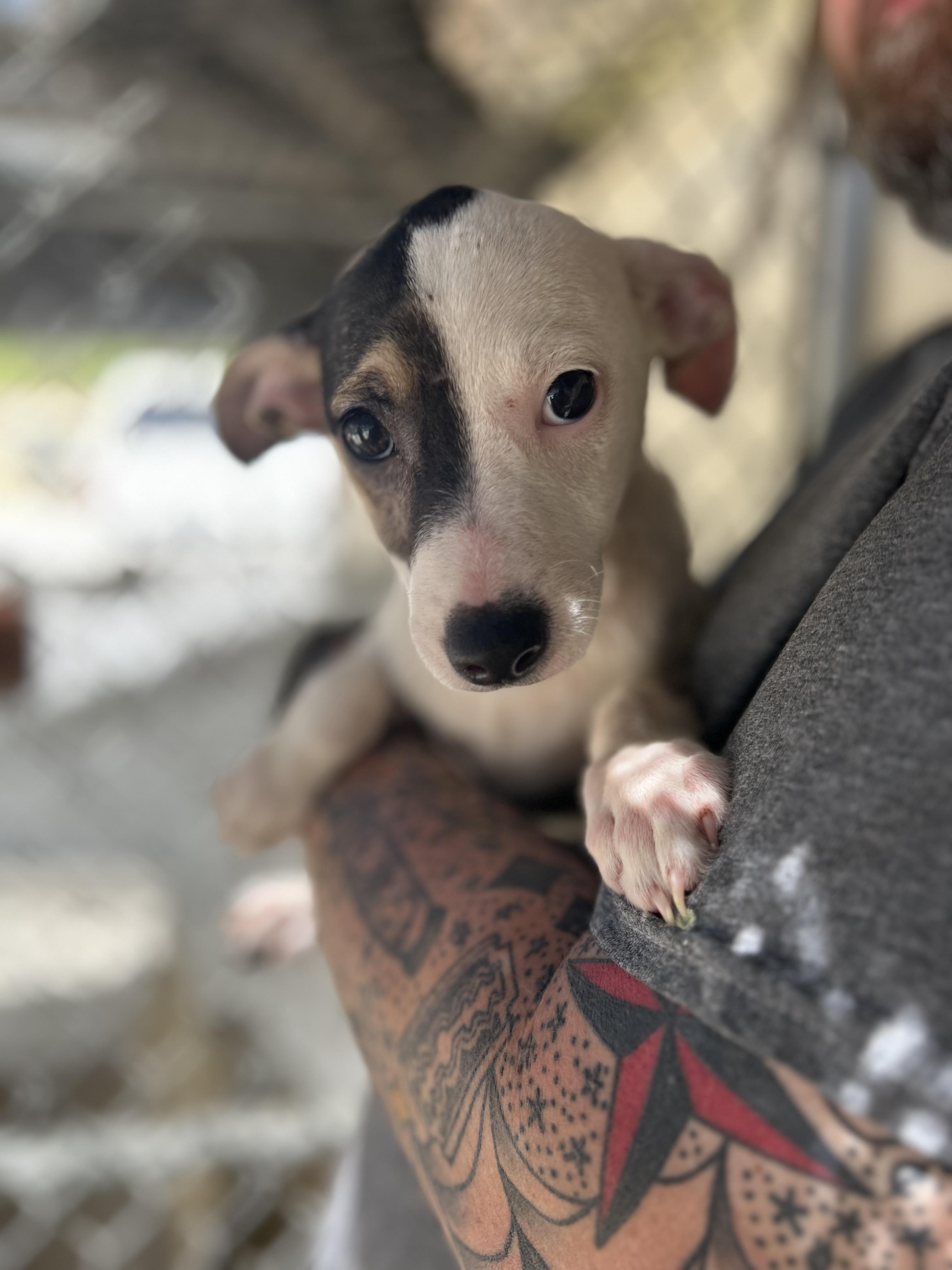 Enlarge Lavender, a ADOPTABLE Chihuahua in Manchester, TN image 2/4