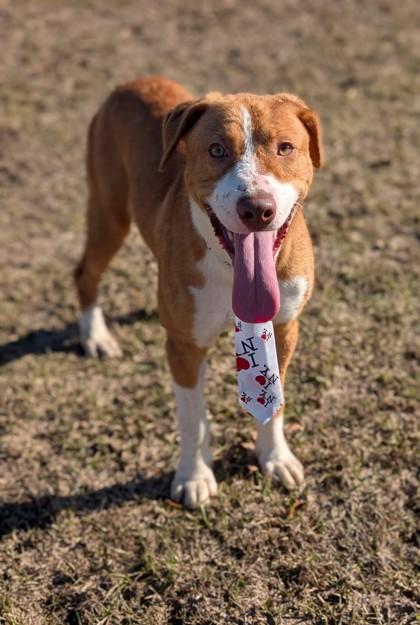 Cheerio, Adoptable, Adult Male Pit Bull Terrier & Mixed Breed.