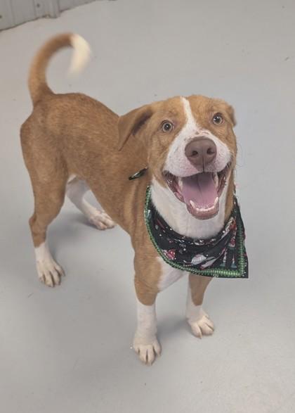 Enlarge Cheerio, a Adoptable mixed breed in Gulfport, MS image 2/3