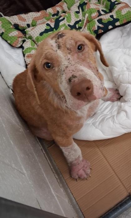 Enlarge Cheerio, a Adoptable mixed breed in Gulfport, MS image 3/3