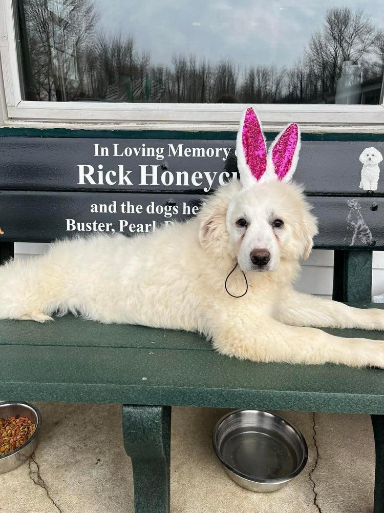 Spring Flowers : Snowdrop, Adopted, Puppy Female Great Pyrenees.