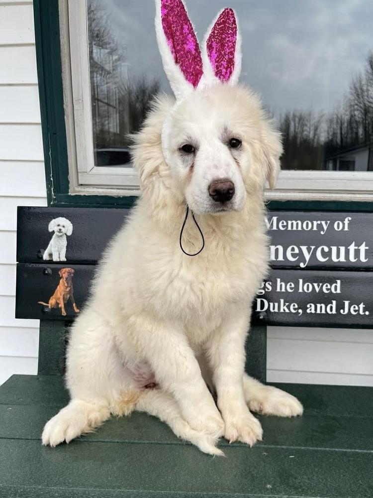 Enlarge Spring Flowers : Snowdrop, a Adopted Great Pyrenees in Osgood, IN image 3/4