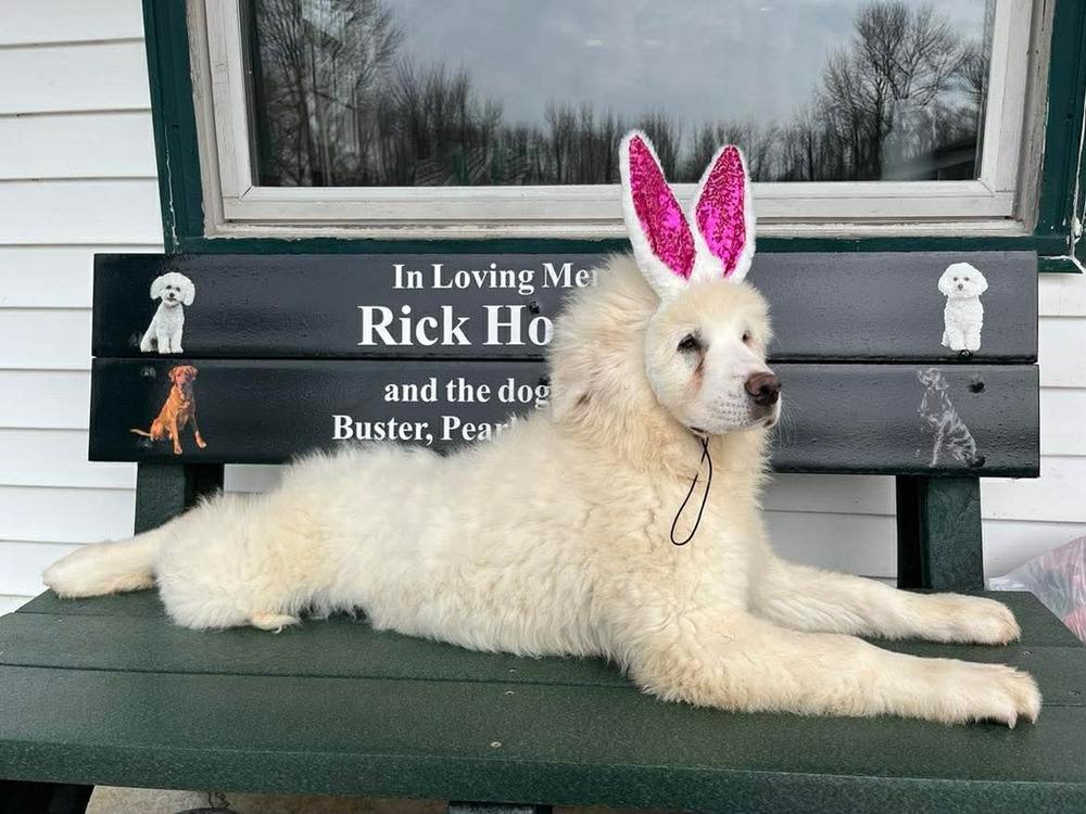 Enlarge Spring Flowers : Snowdrop, a Adopted Great Pyrenees in Osgood, IN image 4/4