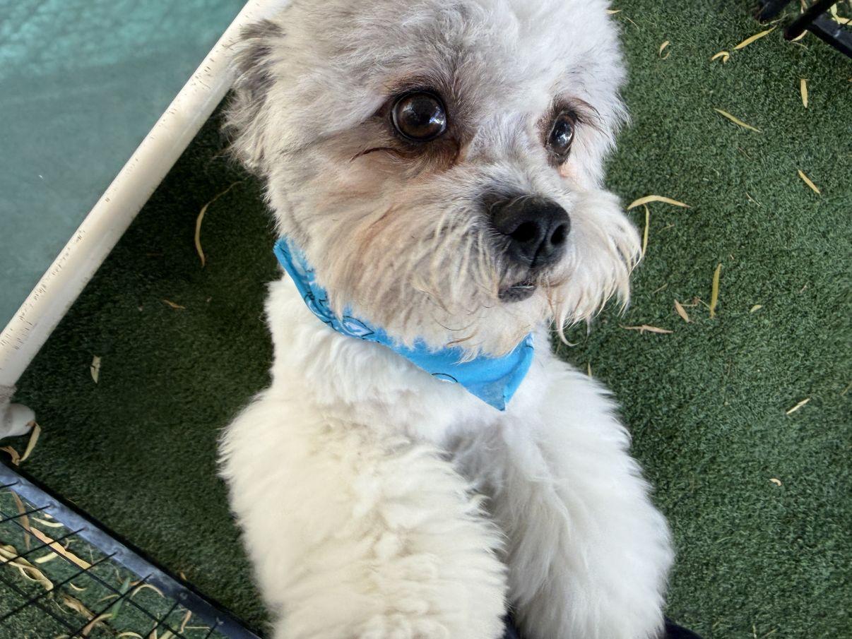 Enlarge Cody, a Adopted mixed breed in El Paso, TX image 5/6