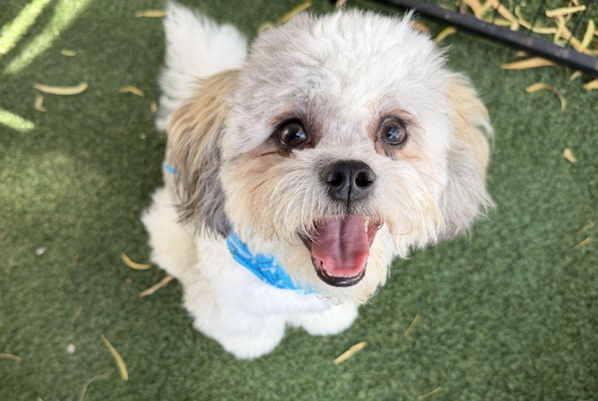 Enlarge Cody, a Adopted mixed breed in El Paso, TX image 2/6