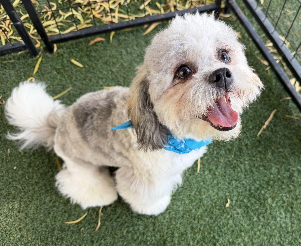 Cody, Adopted, Young Male Poodle.