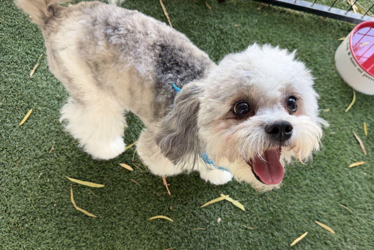 Enlarge Cody, a Adopted mixed breed in El Paso, TX image 6/6