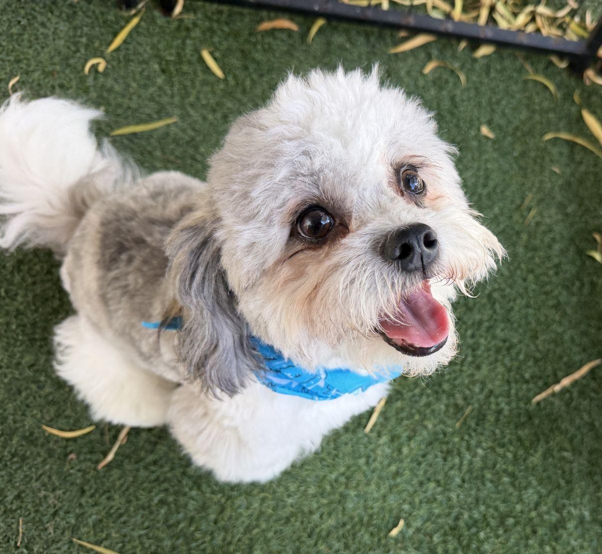 Enlarge Cody, a Adopted mixed breed in El Paso, TX image 4/6