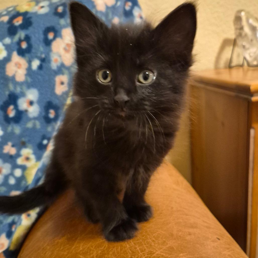 Enlarge Lark, a Adoptable Domestic Medium Hair in Cheyenne, WY image 1/3