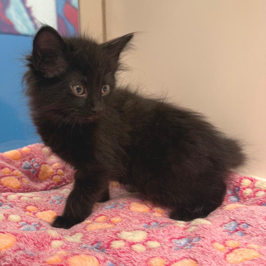 Enlarge Lark, a Adoptable Domestic Medium Hair in Cheyenne, WY image 2/3