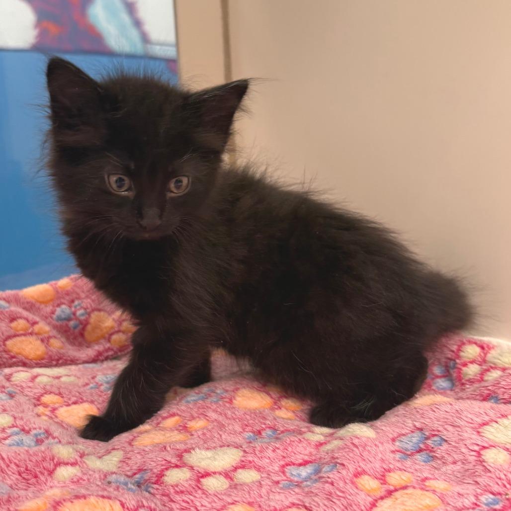 Enlarge Lark, a Adoptable Domestic Medium Hair in Cheyenne, WY image 3/3