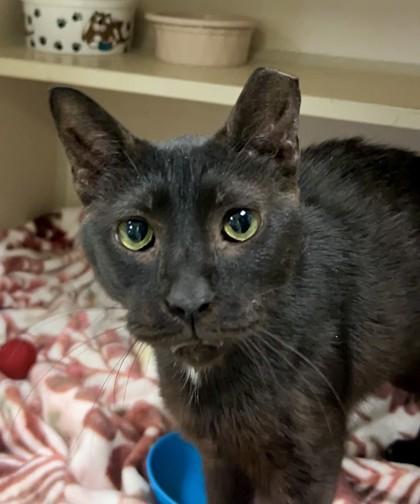 Neshaminy, a Adoptable mixed breed in Quakertown, PA image 1/3