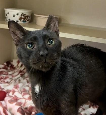 Neshaminy, a Adoptable mixed breed in Quakertown, PA image 2/3